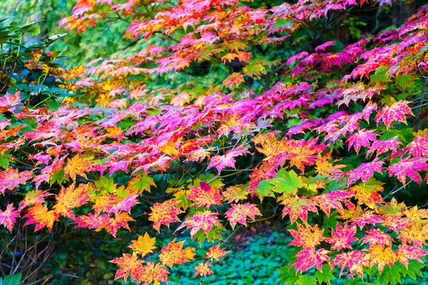 Acero Giapponese Con Foglie Colorate Durante Autunno — Foto Stock