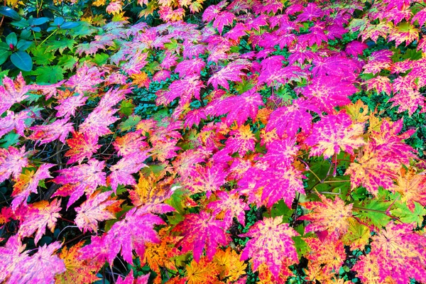 Árbol Arce Japonés Con Hojas Coloridas Durante Otoño — Foto de Stock