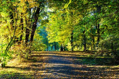 PSZCZYNA, POLAND - OCT 11, 2018: Sonbaharda yapraklar düşerken güzel bir ara sokak