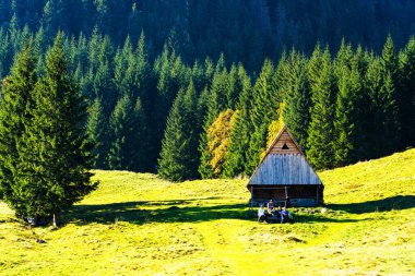 Polonya Tatra Dağları Ulusal Parkı 'ndaki Shepherd' ın kulübesi. Kulübeler koyun beslemek ve geleneksel İskoç peyniri üretmek için kullanılır - oscypki veya oscypek..