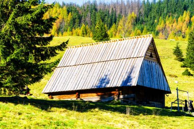 Polonya Tatra Dağları Ulusal Parkı 'ndaki Shepherd' ın kulübesi. Kulübeler koyun beslemek ve geleneksel İskoç peyniri üretmek için kullanılır - oscypki veya oscypek..