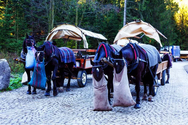 Palenica Bialczanska Polónia Oct 2018 Transporte Com Cavalos Perto Morskie — Fotografia de Stock