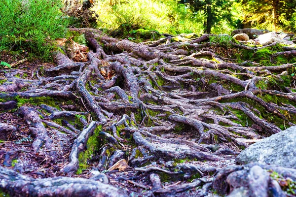 Raízes Rochas Trilha Caminhadas Lamacentas Floresta Foco Seletivo — Fotografia de Stock