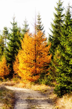 Sonbahar ormanının içinden geçen yol