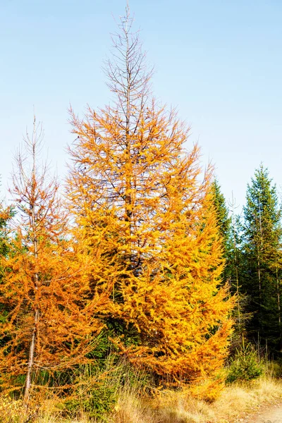 Sentier Travers Forêt Automne — Photo