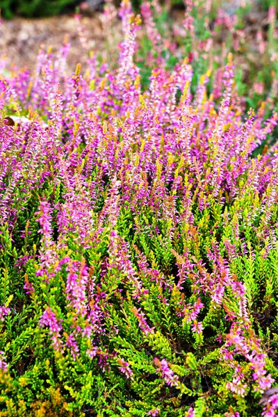 Flores Brezo Florecen Otoño — Foto de Stock