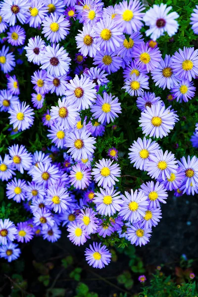Flores Roxas Astros Flor Violeta Crescendo Jardim Imagens Royalty-Free