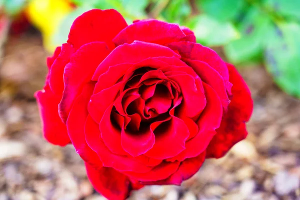 Red Rose Seen — Stock Photo, Image