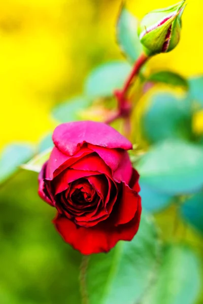 Červená Růže Shora — Stock fotografie