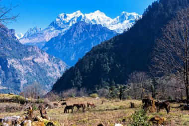 Arka planda Manaslu zirvesi. Nepal 'de popüler bir turizm beldesi olan Annapurna Circuit Trail' in panoramik manzarası. Thorong La ya da Thorung La geçidine ana kampa giden yol..