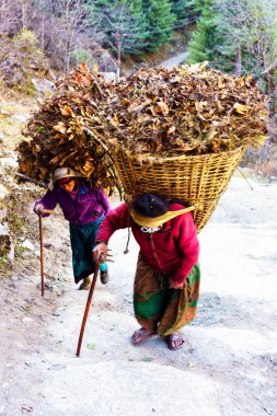 ANNAPURNA CIRCUIT, NEPAL - 25 Kasım 2018: Nepal 'in uzak bölgelerinde bagaj, yaprak ve inşaat malzemeleri taşıyan hamallar. Mal taşımak Nepal 'de popüler bir ulaşım yoludur.