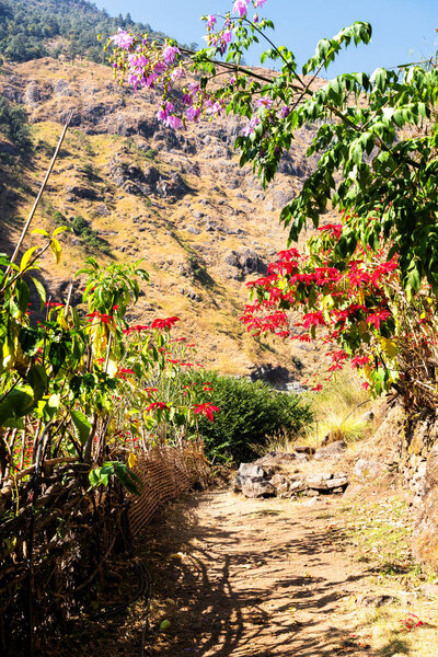 Poinsettia (Euphorbia pulcherrima) in the Himalayan foothills, Nepal