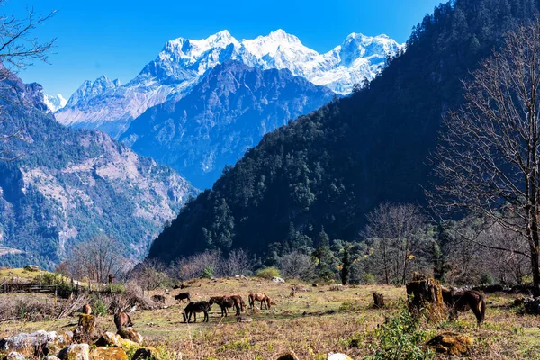 Manaslu peak in the background. Panoramic views on a popular tourist destination trail in Nepal - Annapurna Circuit Trail. Way to base camp and Thorong La or Thorung La pass.