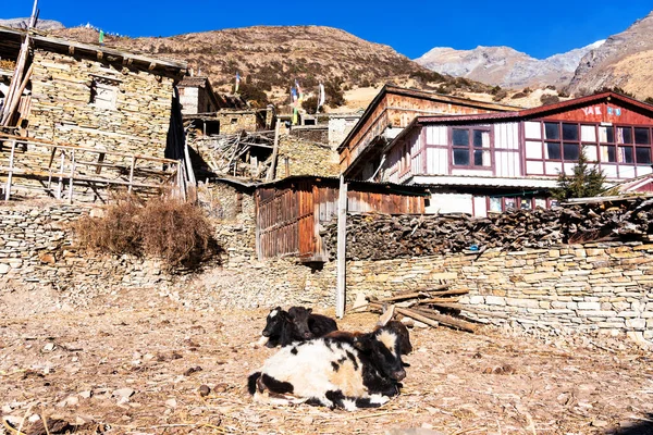 View of a small town or a settlement on a popular tourist track - Annapurna Circuit Trail in Himalayas, Nepal. Some of the buildings serve for tourist as hotels, lodges and restaurants.
