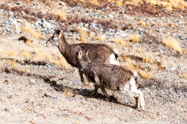 Himalayalar tahrası (