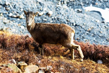 Himalayalar tahrası (