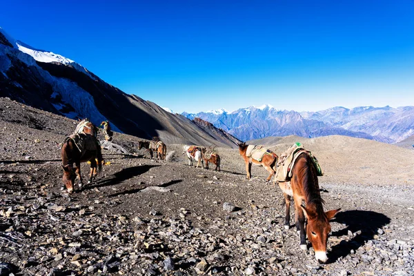 Donkeys carrying goods and loads in Nepal, Himalayas. Annapurna Circuit Trail. They are often used as porters to carry tourist equipment and tourists themselves.