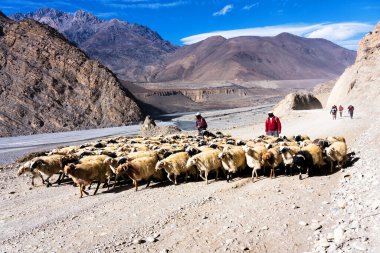 JOMSON, NEPAL - 4 DEC 2018: Koyunlarına Annapurna Koruma Alanı, Himalaya, Nepal 'de toprak bir yolda öncülük edenler