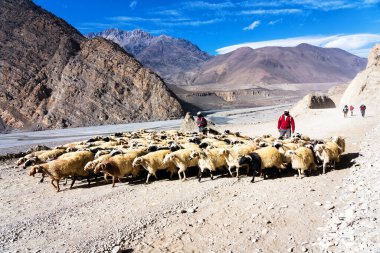 JOMSON, NEPAL - 4 DEC 2018: Koyunlarına Annapurna Koruma Alanı, Himalaya, Nepal 'de toprak bir yolda öncülük edenler