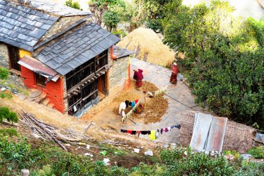 ANNAPURNA CIRCUIT TRAIL, NEPAL - 5 Aralık 2018: Bir tepe kabilesi kadını Himalaya dağlarındaki hasat mevsiminde pirinç ve tahıl topluyor