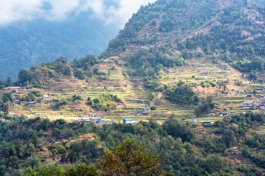 Güzel yeşil ve renkli pirinç tarlaları, Himalayalar, Annapurna Pisti üzerindeki Nepal - popüler turist yürüyüş parkuru