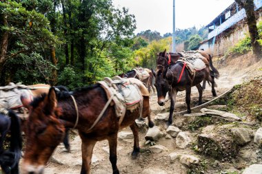 Nepal, Himalayalar 'da yük taşıyan eşekler. Annapurna Pisti. Genellikle turist ve turist taşımak için hamal olarak kullanılıyorlar..