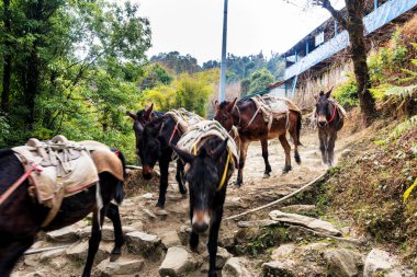 Nepal, Himalayalar 'da yük taşıyan eşekler. Annapurna Pisti. Genellikle turist ve turist taşımak için hamal olarak kullanılıyorlar..