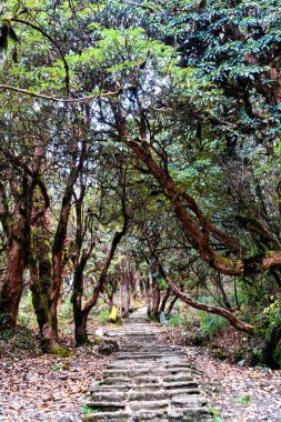 Nepal Himalaya dağlarında Annapurna Pisti 'ndeki patika - Nepal' de popüler turizm merkezi ve yürüyüş parkuru