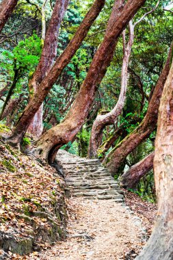 Nepal Himalaya dağlarında Annapurna Pisti 'ndeki patika - Nepal' de popüler turizm merkezi ve yürüyüş parkuru