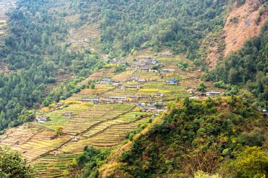 Güzel yeşil ve renkli pirinç tarlaları, Himalayalar, Annapurna Pisti üzerindeki Nepal - popüler turist yürüyüş parkuru