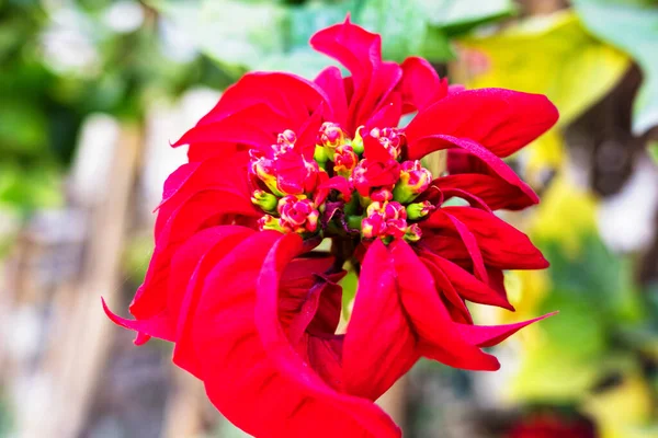 Poinsettia Euphorbia Pulcherrima Las Estribaciones Del Himalaya Nepal — Foto de Stock