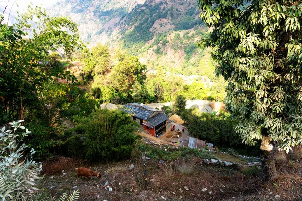 Güzel Yeşil Renkli Pirinç Tarlaları Himalayalar Annapurna Pisti Üzerindeki Nepal — Stok fotoğraf