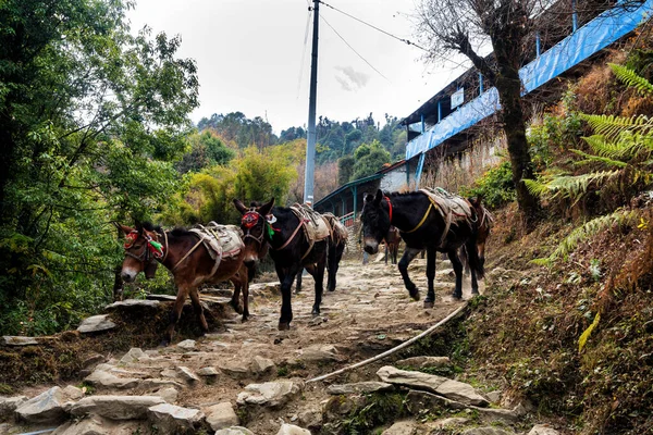 Donkeys carrying goods and loads in Nepal, Himalayas. Annapurna Circuit Trail. They are often used as porters to carry tourist equipment and tourists themselves.