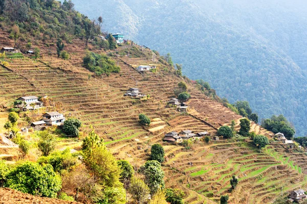 Vue Aérienne Belles Terrasses Verdoyantes Colorées Rizières Himalaya Népal Sur — Photo