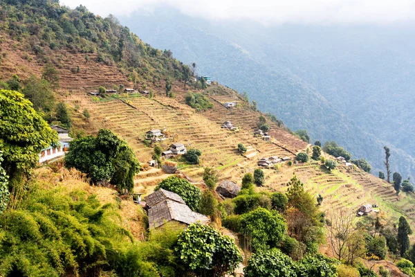 Vue Aérienne Belles Terrasses Verdoyantes Colorées Rizières Himalaya Népal Sur — Photo