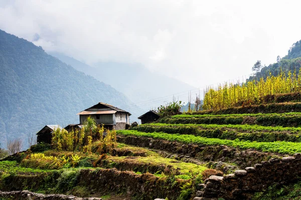 Luftaufnahme Von Schönen Grünen Und Bunten Reisfelderterrassen Himalaya Nepal Annapurna — Stockfoto