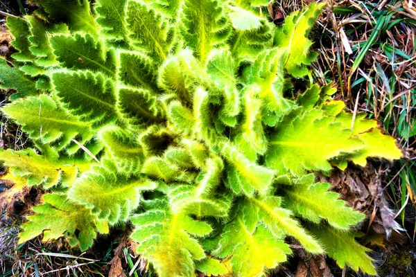 Bellissimo Primo Piano Verde Peloso Meconopsis Napaulensis Papavero Del Nepal — Foto Stock