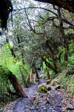 Nepal Himalaya dağlarında Annapurna Pisti 'ndeki patika - Nepal' de popüler turizm merkezi ve yürüyüş parkuru
