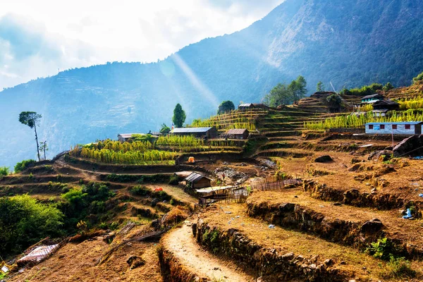 Güzel Yeşil Renkli Pirinç Tarlaları Himalayalar Annapurna Pisti Üzerindeki Nepal — Stok fotoğraf