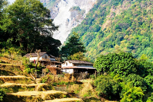 Güzel Yeşil Renkli Pirinç Tarlaları Himalayalar Annapurna Pisti Üzerindeki Nepal — Stok fotoğraf