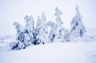 Polonya Beskid Zywiecki 'de Pilsko, Babia Gora ve Hala Miziowa yakınlarındaki Beskidy dağlarında kış mevsimi. Beskid Zywiecki Karpatya dağlarının bir parçasıdır..