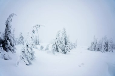 Polonya Beskid Zywiecki 'de Pilsko, Babia Gora ve Hala Miziowa yakınlarındaki Beskidy dağlarında kış mevsimi. Beskid Zywiecki Karpatya dağlarının bir parçasıdır..