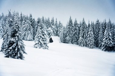 Polonya Beskid Zywiecki 'de Pilsko, Babia Gora ve Hala Miziowa yakınlarındaki Beskidy dağlarında kış mevsimi. Beskid Zywiecki Karpatya dağlarının bir parçasıdır..