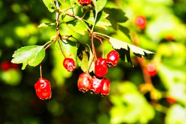 Krataegus monogyna 'nın kırmızı meyvesi, şahin veya tek tohumlu şahin dikeni olarak bilinir (mayflower, maythorn, maythorn, quickthorn, whitethorn, mother die, haw, )