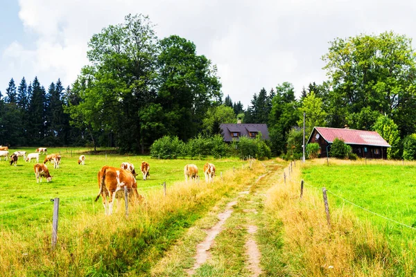 Scenic Landscape Tranquil Silesian Moravian Beskids Czech Republic Cloudy Summer — Stock Photo, Image