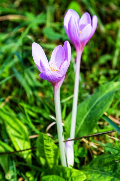 Colchicum Otoñal Flor Otoño — Foto de Stock