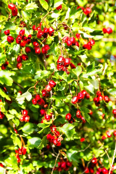 Rote Früchte Von Crataegus Monogyna Bekannt Als Weißdorn Oder Einsaatender — Stockfoto