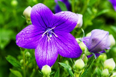Platycodon grandiflorus mor çiçek