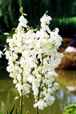 Beyaz bir yukka çalısı, Yucca filamentosa.