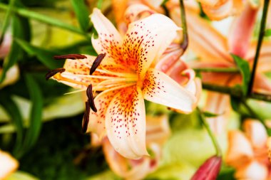 Turuncu zambak çiçeği. Yakın çekim, seçici odaklanma